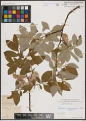 Foto von Salix caprea L.